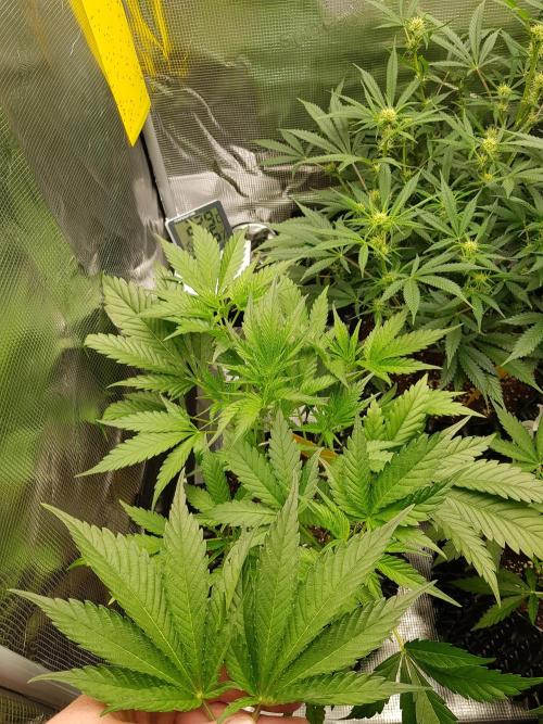 G Breath Auto. Week 5 - Tag 32