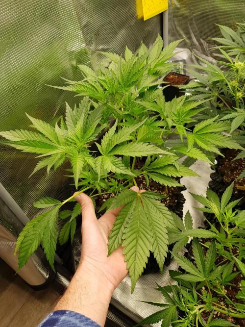 G Breath Auto. Week 5 - Tag 33