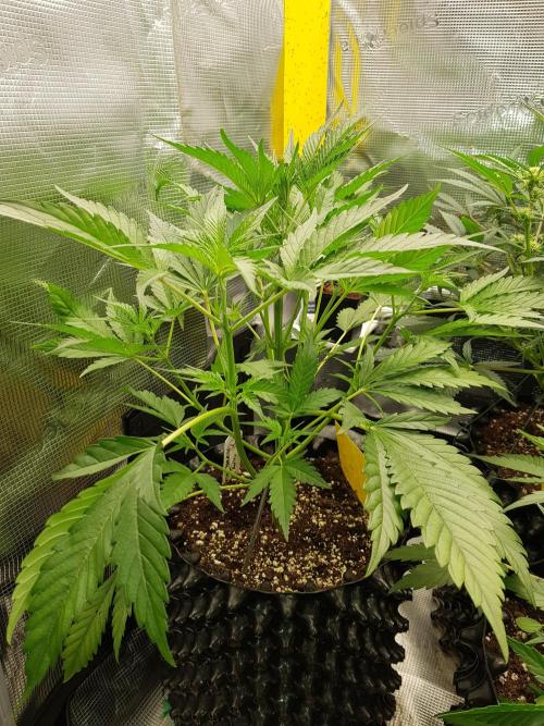 G Breath Auto. Week 5 - Tag 33