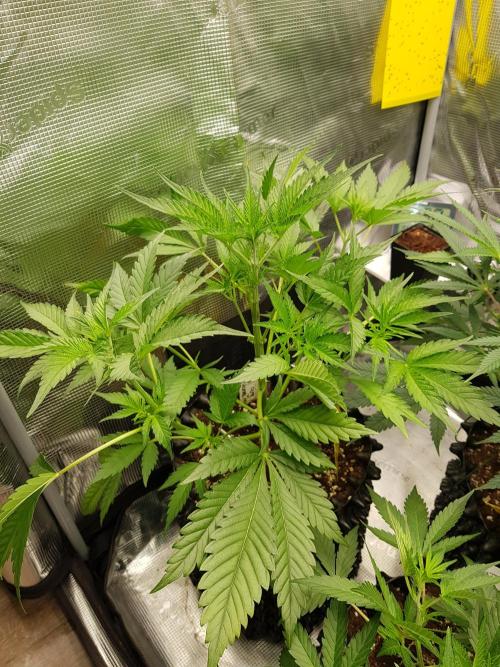 G Breath Auto. Week 5 - Tag 33