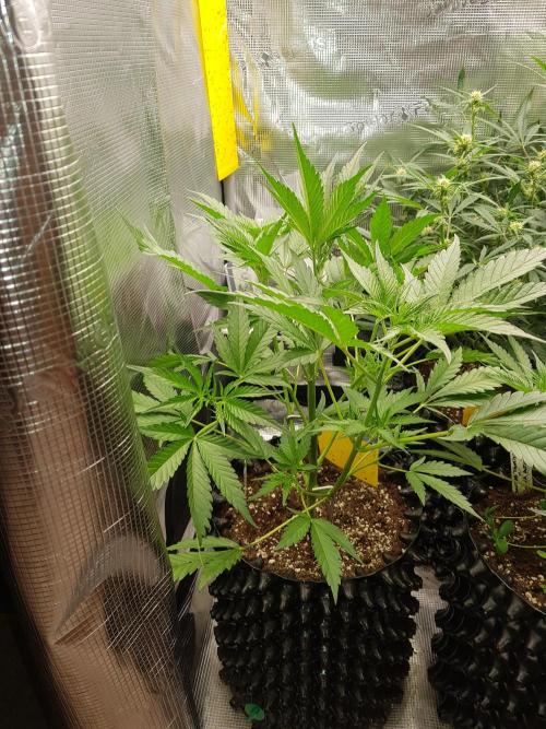 G Breath Auto. Week 5 - Tag 34