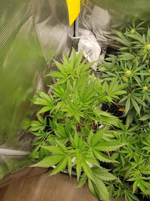 G Breath Auto. Week 5 - Tag 34