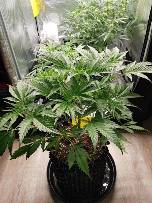 G Breath Auto. Week 5 - Ende Woche 5
