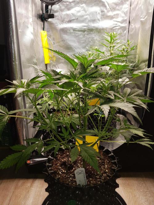 G Breath Auto. Week 5 - Ende Woche 5