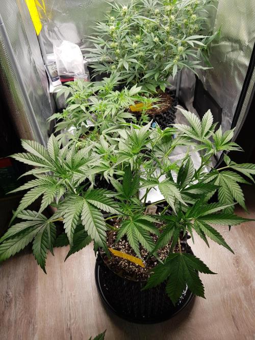 G Breath Auto. Week 5 - Ende Woche 5