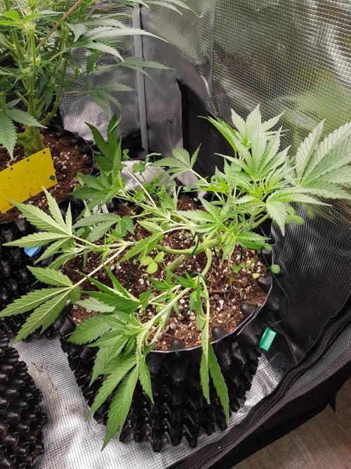 G Thumper Auto. Week 5 - Beginn Woche 5 Tag 30 LST 