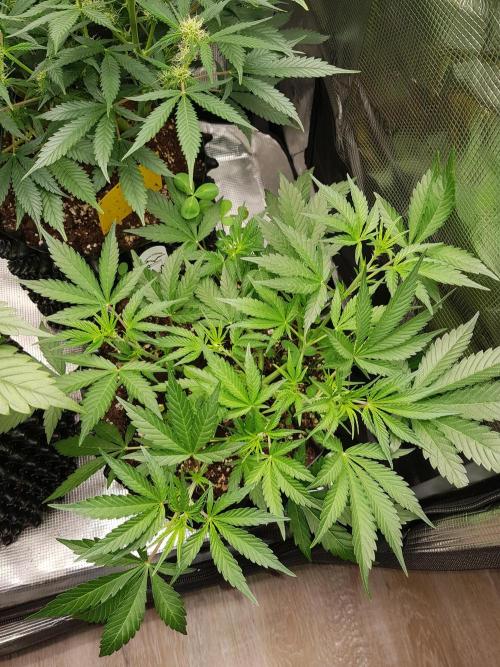 G Thumper Auto. Week 5 - Mitte Woche 5 Tag 32
