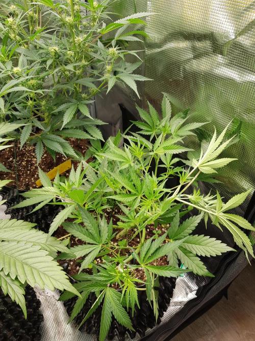 G Thumper Auto. Week 5 - Mitte Woche 5 Tag 33 Aus LST wird HST