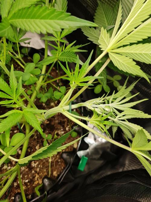 G Thumper Auto. Week 5 - Mitte Woche 5 Tag 33 Aus LST wird HST