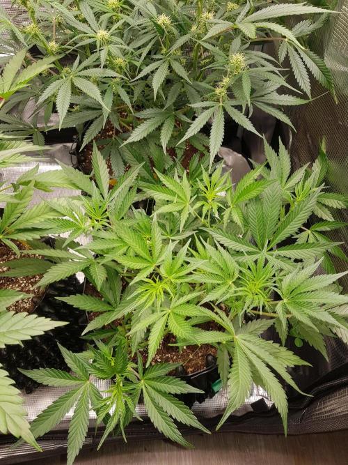 G Thumper Auto. Week 5 - Ende Woche 5 Tag 34