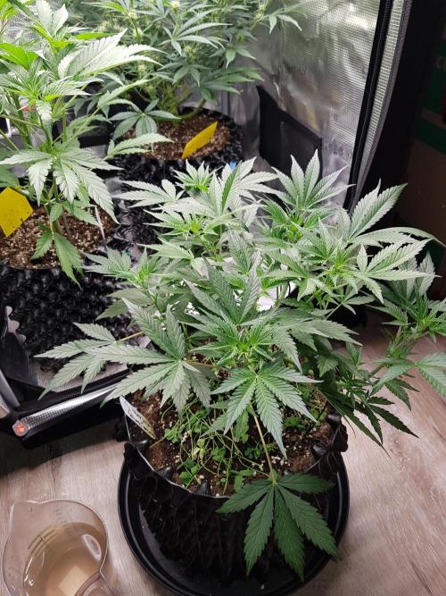 G Thumper Auto. Week 5 - Ende Woche 5 Tag 35