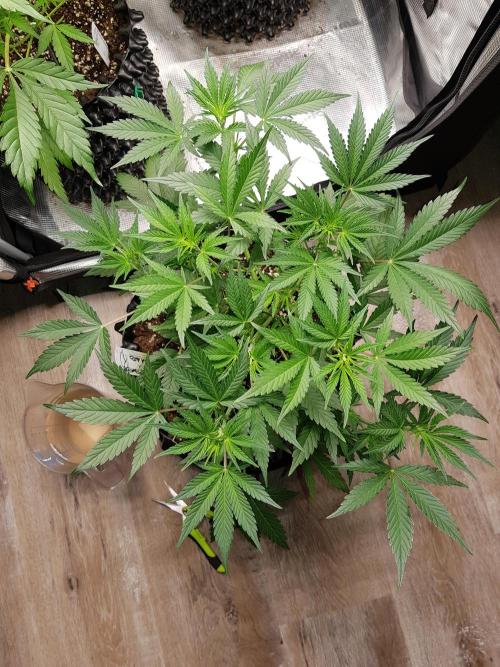 G Thumper Auto. Week 5 - Ende Woche 5 Tag 35