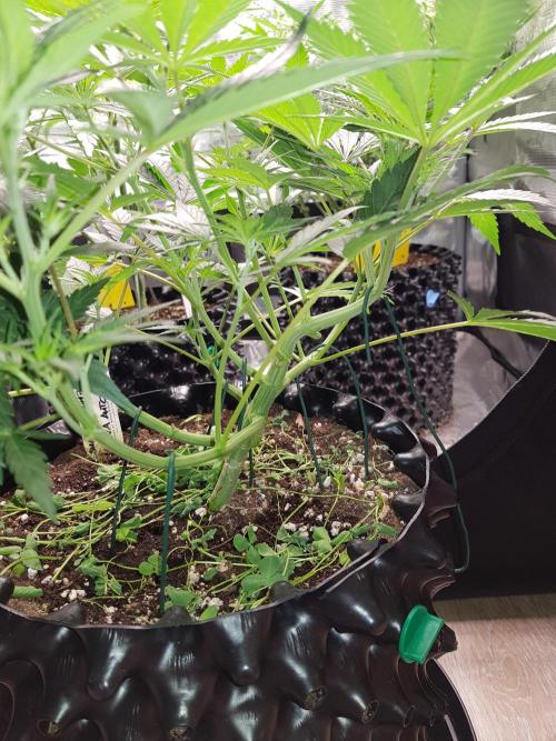 G Thumper Auto. Week 5 - Ende Woche 5 Tag 35