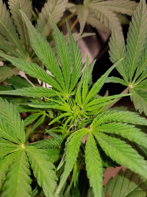 G Thumper Auto. Week 5 - Ende Woche 5 Tag 35