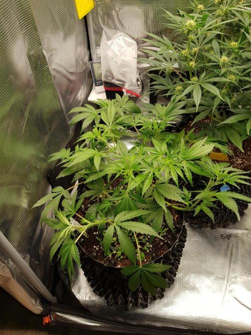 G Thumper Auto. Week 5 - Ende Woche 5 Tag 35