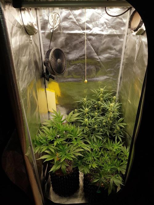 G Breath Auto. Week 6 - Beginn Woche 6