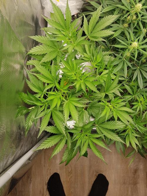 G Breath Auto. Week 6 - Beginn Woche 6