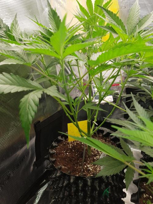 G Breath Auto. Week 6 - Beginn Woche 6