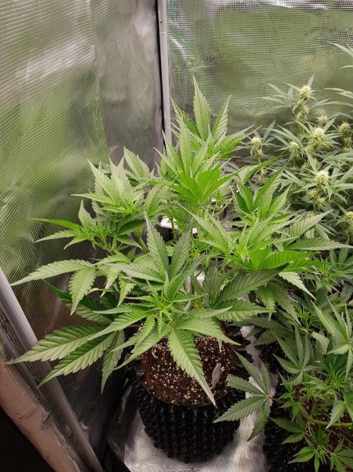 G Breath Auto. Week 6 - Mitte Woche 6 Tag 39