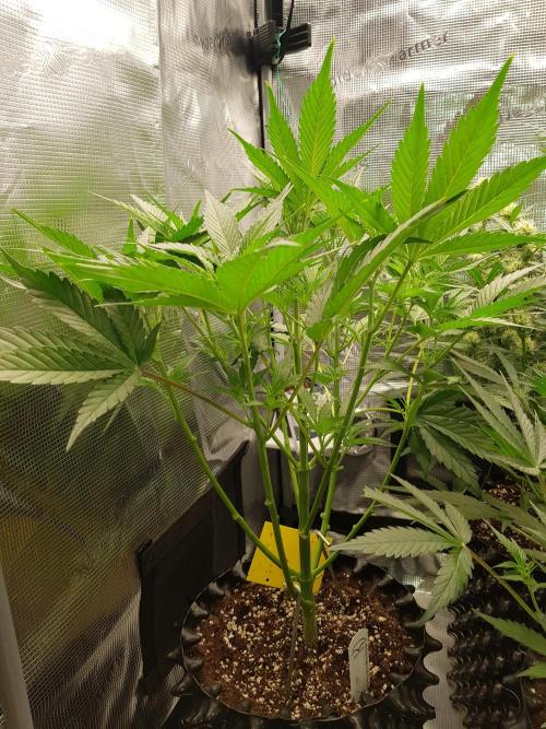 G Breath Auto. Week 6 - Mitte Woche 6 Tag 39