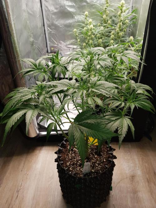 G Breath Auto. Week 6 - Mitte Woche 6 Tag 40