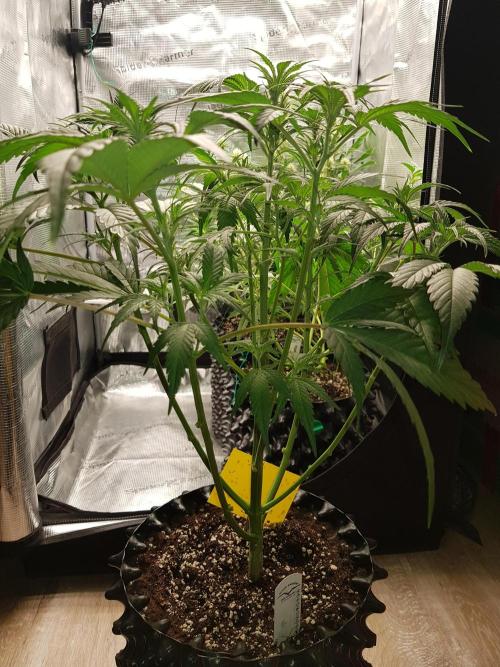 G Breath Auto. Week 6 - Mitte Woche 6 Tag 40