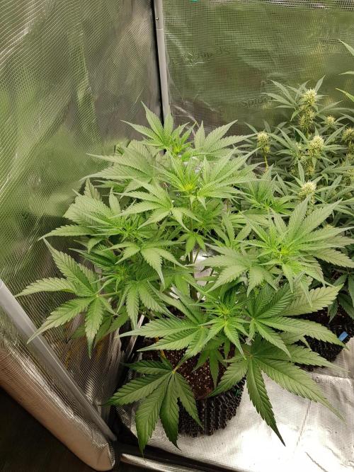 G Breath Auto. Week 6 - Ende Woche 6 Tag 42