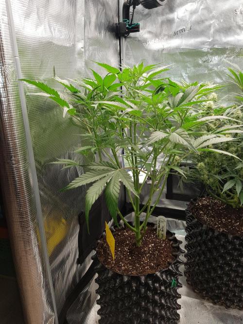 G Breath Auto. Week 6 - Ende Woche 6 Tag 42