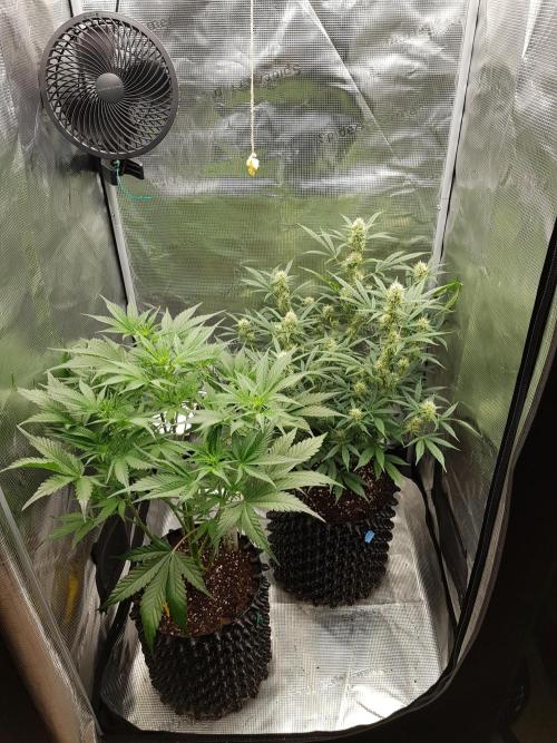 G Breath Auto. Week 6 - Ende Woche 6 Tag 42
