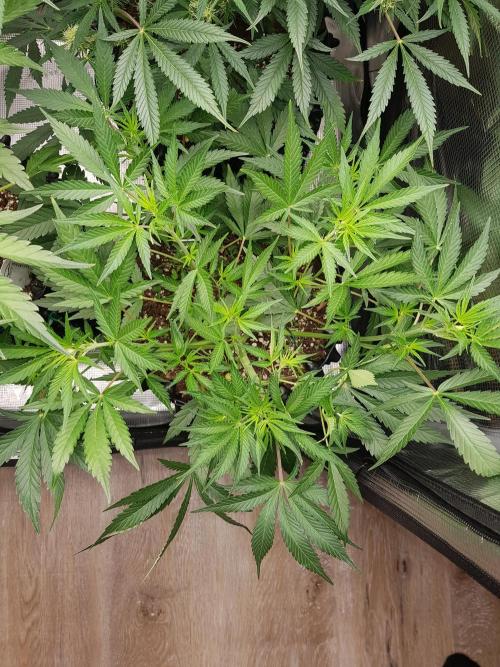 G Thumper Auto. Week 6 - Beginn Woche 6 Tag 37