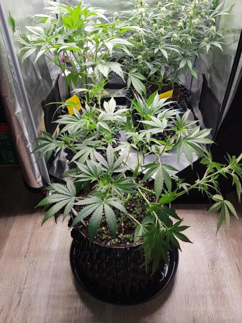 G Thumper Auto. Week 6 - Beginn Woche 6 Tag 37
