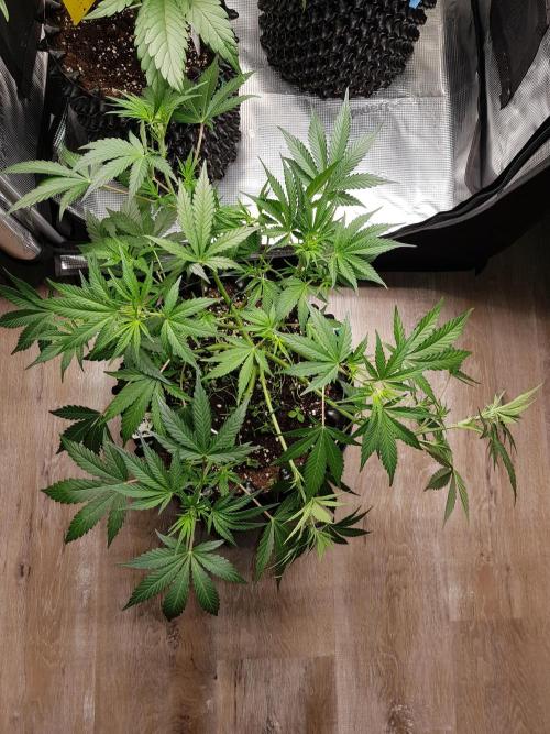 G Thumper Auto. Week 6 - Beginn Woche 6 Tag 37