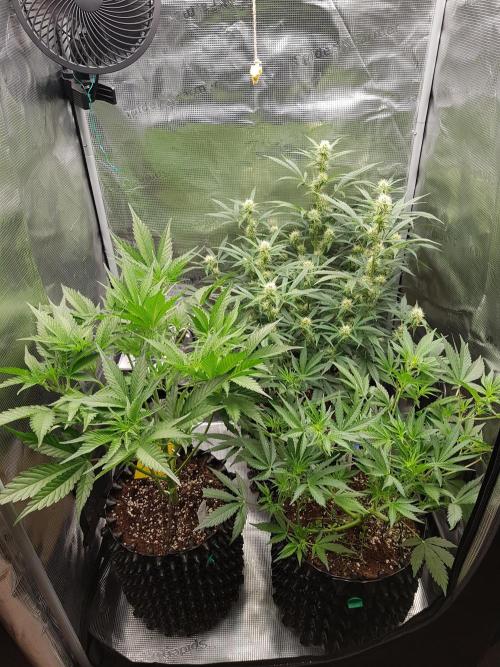 G Thumper Auto. Week 6 - Mitte Woche 6 Tag 39