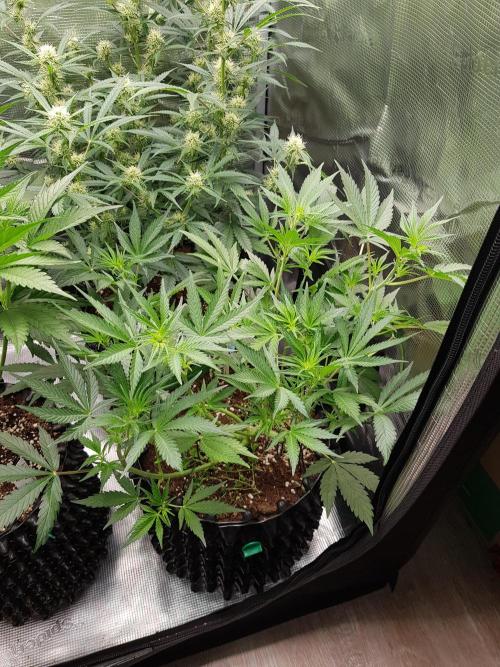 G Thumper Auto. Week 6 - Mitte Woche 6 Tag 39