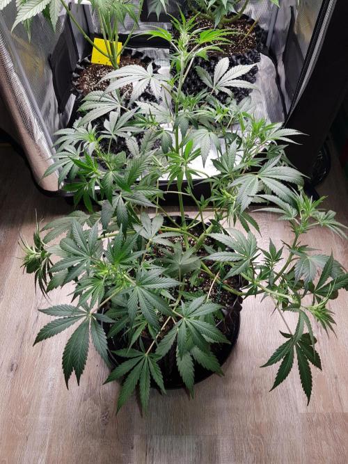 G Thumper Auto. Week 6 - Mitte Woche 6 Tag 40