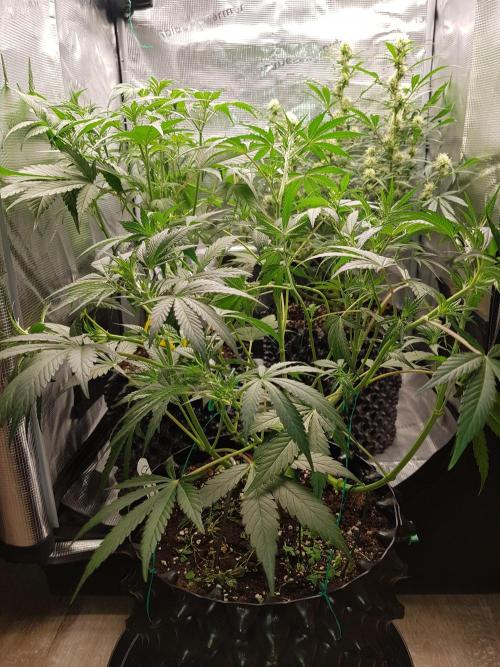 G Thumper Auto. Week 6 - Mitte Woche 6 Tag 40