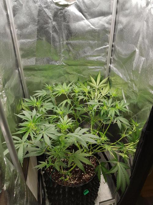 G Thumper Auto. Week 6 - Ende Woche 6 Tag 42