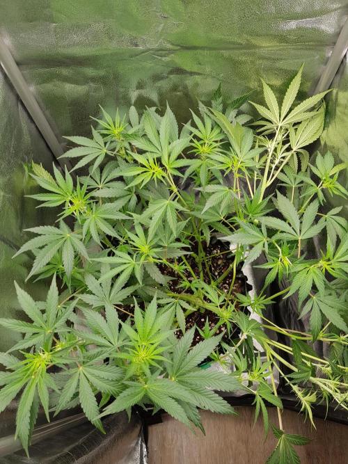 G Thumper Auto. Week 6 - Ende Woche 6 Tag 42