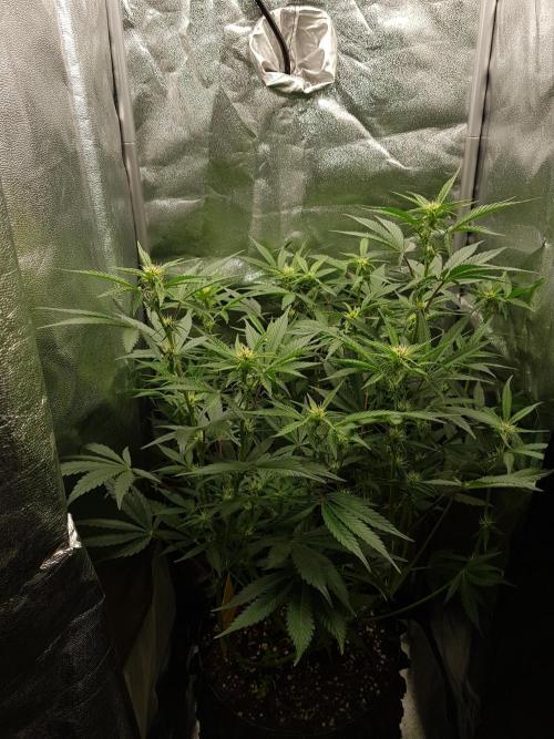 G Thumper Auto. Week 7 - Mitte Woche 7 Tag 47