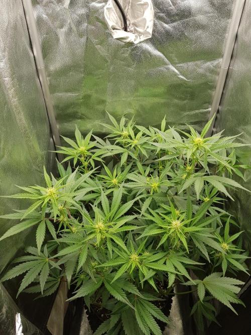 G Thumper Auto. Week 7 - Mitte Woche 7 Tag 47