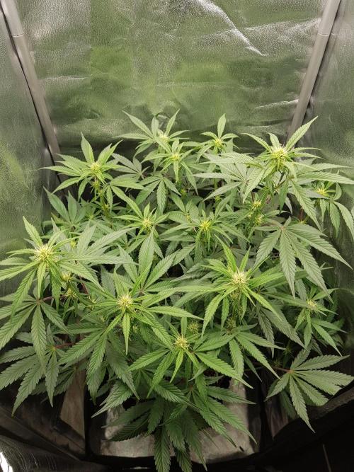G Thumper Auto. Week 7 - Ende Woche 7 Tag 48