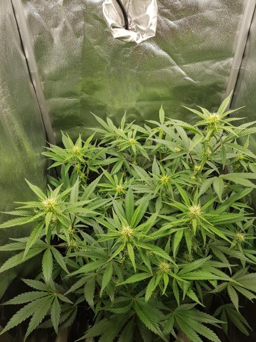 G Thumper Auto. Week 7 - Ende Woche 7 Tag 49