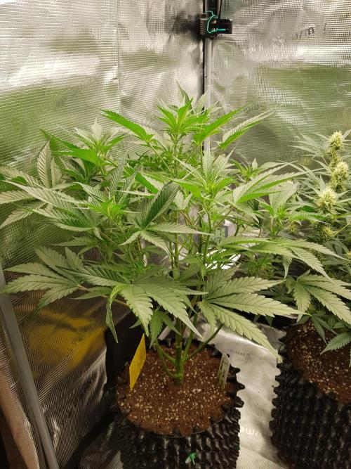 G Breath Auto. Week 7 - Beginn Woche 7 Tag 43