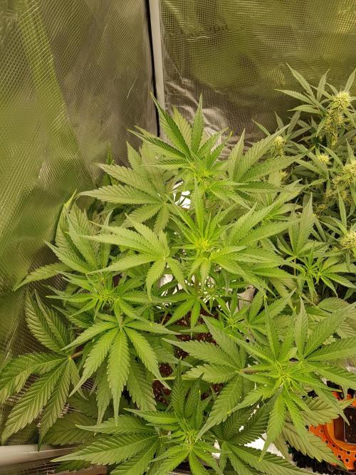 G Breath Auto. Week 7 - Beginn Woche 7 Tag 43