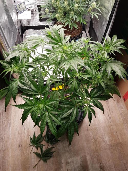 G Breath Auto. Week 7 - Beginn Woche 7 Tag 43