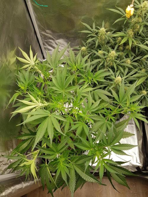 G Breath Auto. Week 7 - Beginn Woche 7 Tag 44
