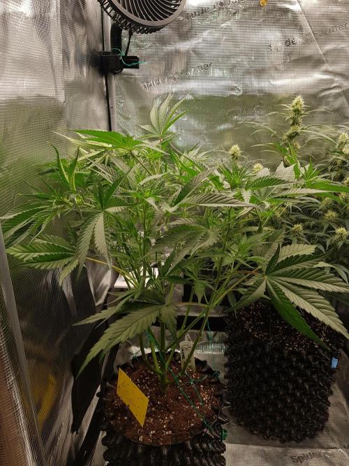 G Breath Auto. Week 7 - Beginn Woche 7 Tag 44