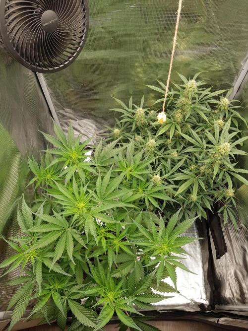 G Breath Auto. Week 7 - Mitte Woche 7 Tag 45