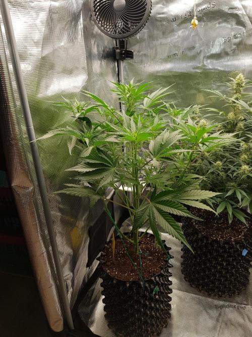 G Breath Auto. Week 7 - Mitte Woche 7 Tag 45