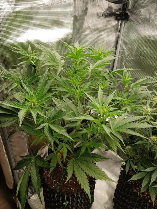 G Breath Auto. Week 7 - Mitte Woche 7 Tag 45